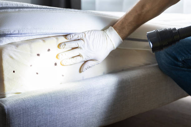 Best Termite Control Services  in Eureka, CA